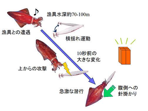 田村釣具 烏賊 ソデイカ LURE | 田村釣具